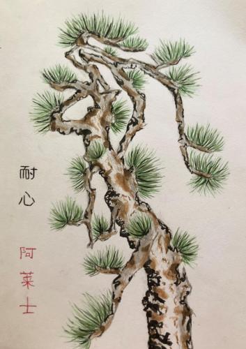 Asian pine tree